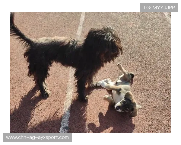 世界冠军的意外瞬间：狗狗扑倒背后的温情故事